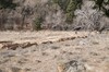 2018-01-16 to 2018-01-20 Bandolier and Jemez NM 024